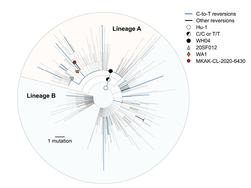 The molecular epidemiology of multiple zoonotic origins of SARS-CoV-2 ...